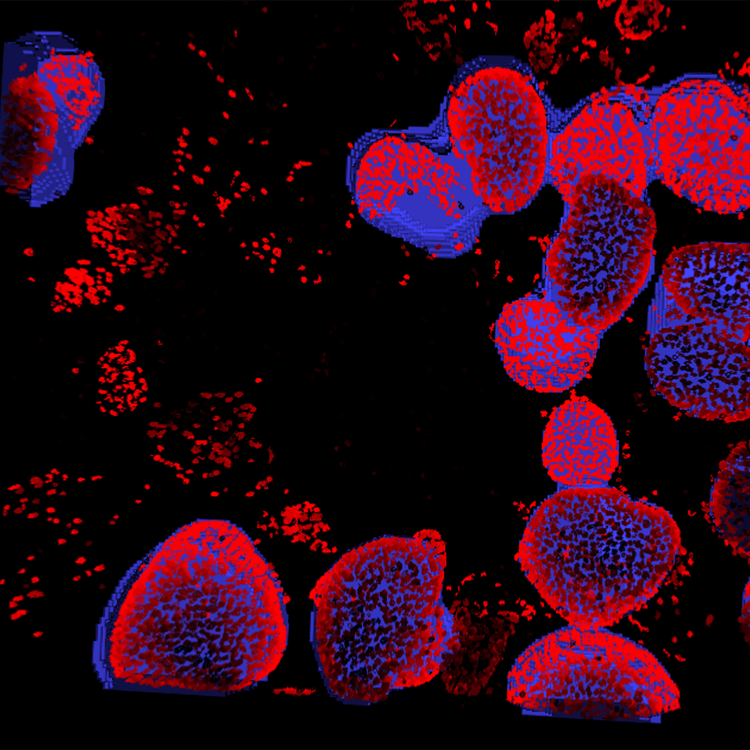 Imágenes unidas de riñón de ratón 4x, DAPI AF488WGA AF568Phalloidin 12 sitios