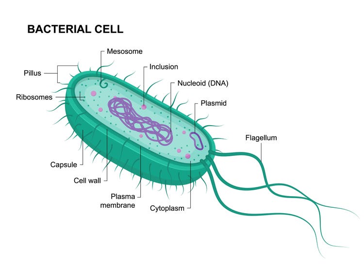 Anatomía de una célula bacteriana que muestra su estructura, donde residen y se replican los plásmidos (pequeñas moléculas de ADN circular)