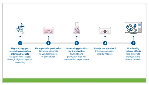 Clonación molecular a cultivo celular 3D: integración de la producción de plásmidos en el flujo de trabajo del cribado de organoides