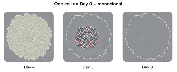 Verificación de la monoclonalidad: visualización del origen de una colonia