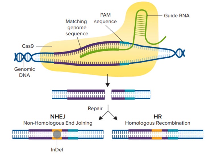 Mecanismo de CRISPR/Cas9