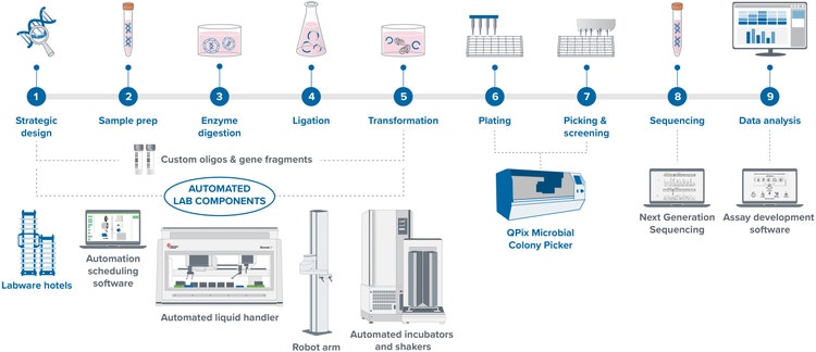 Flujo de trabajo de clonación molecular para la producción de ADN plasmídico