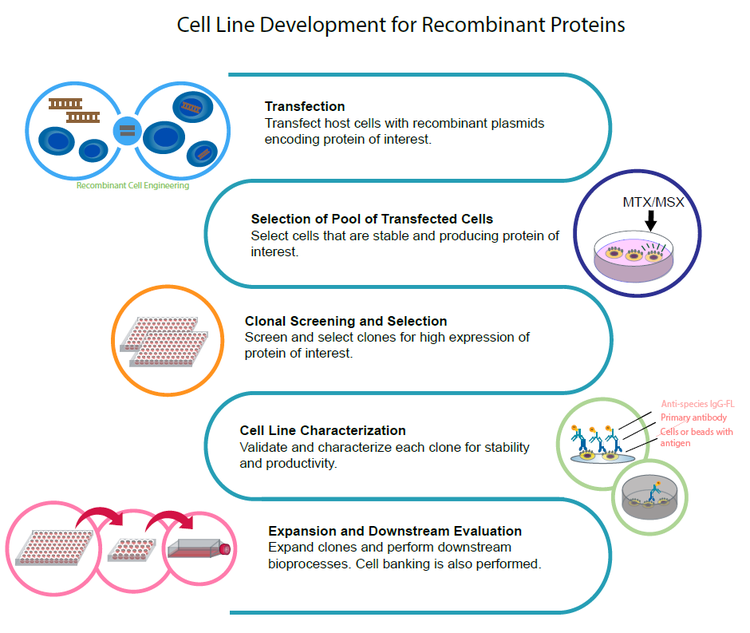Pasos de un proceso típico de desarrollo de una línea celular
