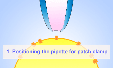 Técnica de patch-clamp de célula completa