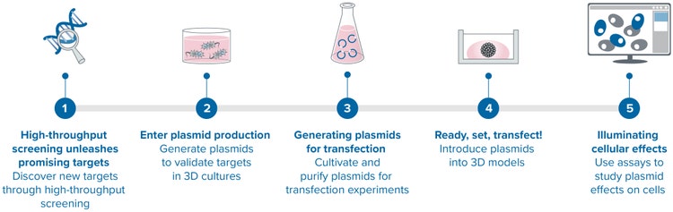 La combinación de la producción de plásmidos con la adquisición de imágenes de modelos celulares 3D y el cribado de organoides permite el análisis en profundidad de la función génica