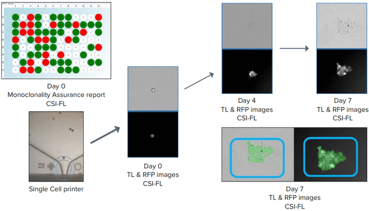 count the number of cells using Fusion software
