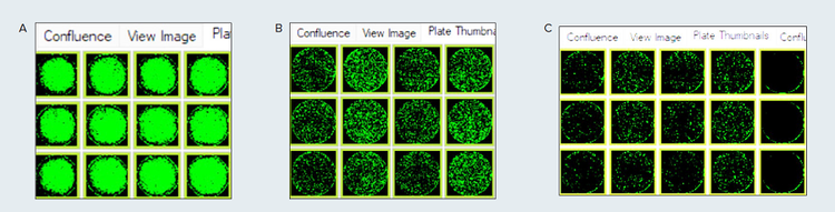 Plate thumbnails of HEK-293 cells in puromycin selection media