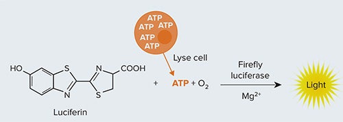 Schematic of the ATP-based luciferin assay mechanism