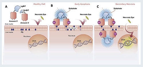 Annexin V-LgBiT and Annexin V-SmBiT (NanoBiT®) fusion proteins are too far apart, and luminescence is negative