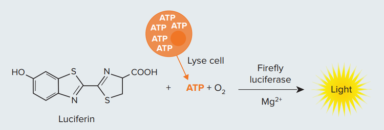 Luciferase reaction used to measure cell viability
