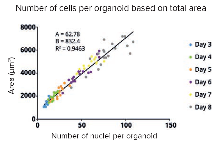 2D projection for each organoid