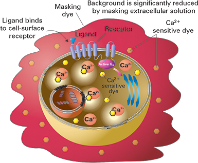 FLIPR Calcium 5 Assay Kit principle during GPCR activation