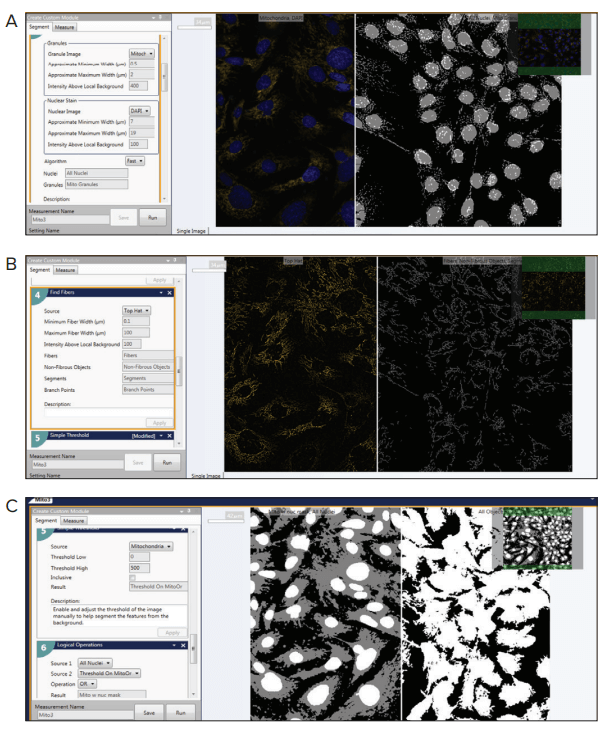 Custom Module Editor for count and analyze the phenotypes of mitochondria