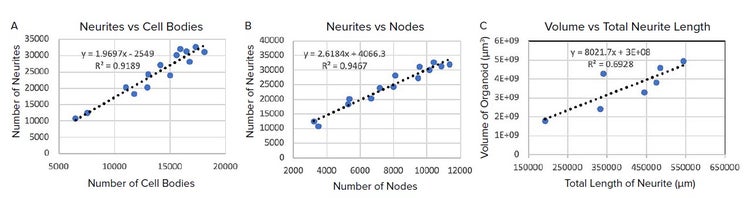 Graph showing number of neurites per well vs number of cell bodies per organoid