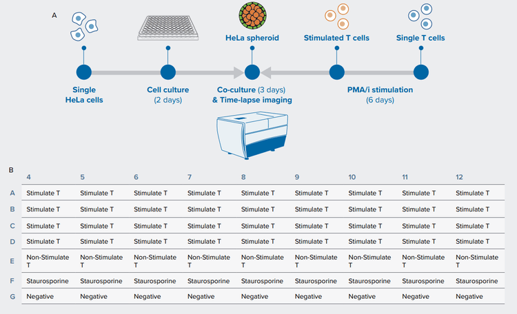 Workflow- Hela cells were seeded in 96-well round-bottom plate to form spheroids