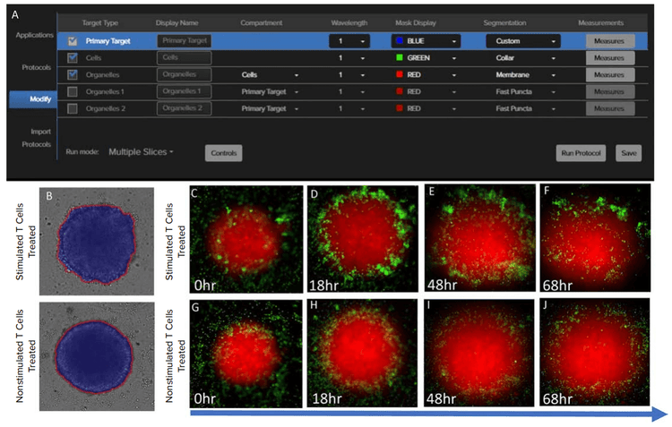 Cells and Organelles models used in IN Carta
