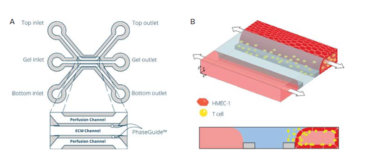 Establishment of a T cell perfused endothelium-on-a-chip model in the OrganoPlate