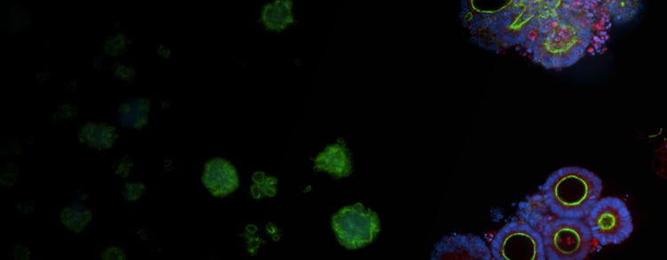 3D screening assay