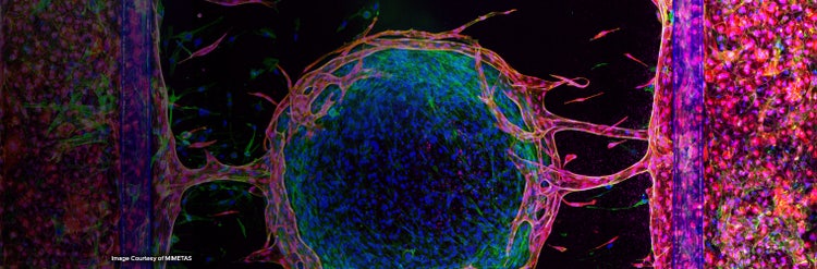 Organ-on-a-chip Tissue Models