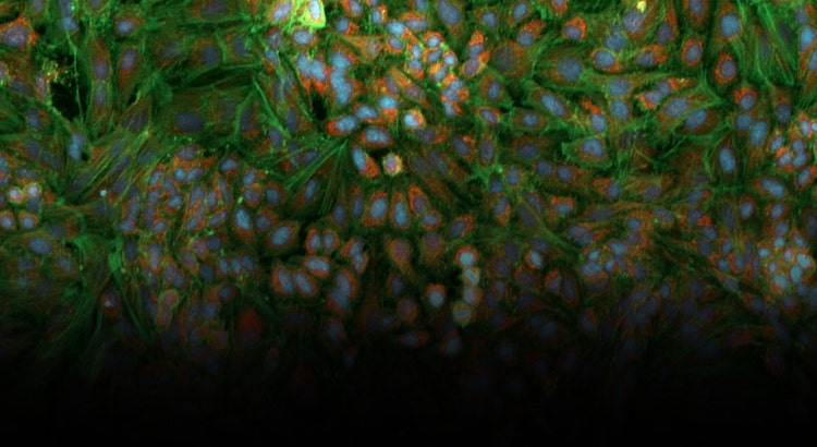 Cellular image