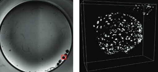 Microesferoides 3D