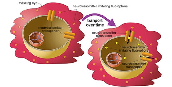 Kit de ensayo Neurotransmitter Transporter Uptake