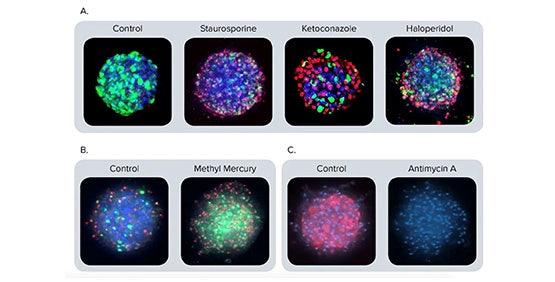 Esferoides hepáticos (hepatocitos derivados de iPSC)