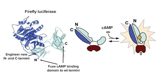 Señalización del segundo mensajero de GPCR acoplados a Gi y Gs en células vivas