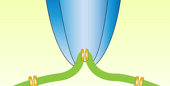 Técnica de patch-clamp de célula completa