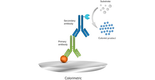 En un método de inmunotransferencia colorimétrico se utiliza un anticuerpo secundario conjugado con una enzima y un sustrato cromogénico para su detección