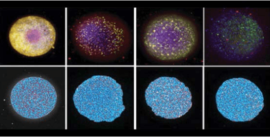 Esferoides neurales 3D formados con células derivadas de iPSC humanas