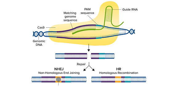 Valide células editadas con CRISPR utilizando inmunotransferencia