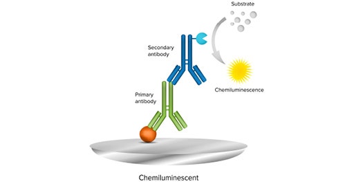 En una inmunotransferencia quimioluminiscente se utiliza un anticuerpo secundario conjugado con una enzima y un sustrato luminiscente