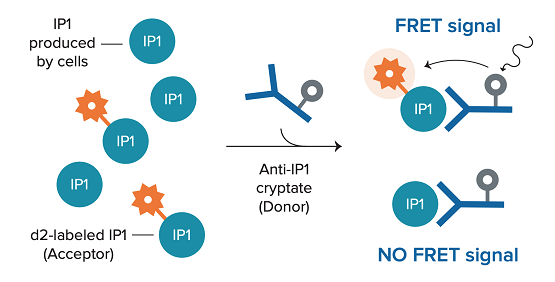 Ensayos IP-One, receptores acoplados a Gαq/11