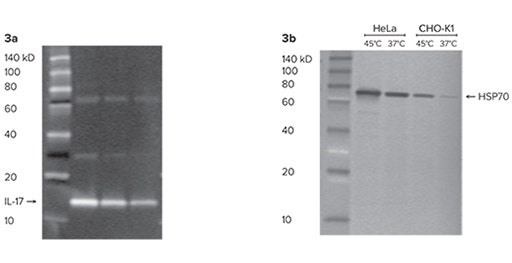 Estimación de los pesos moleculares de proteínas con los marcadores de peso molecular ScanLater Western Blot