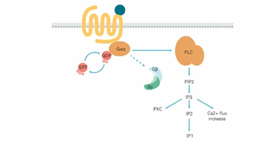 Ensayos de calcio e IP-One (GPCR, acoplado a Gq)