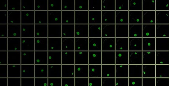 CRISPR en el desarrollo de líneas celulares