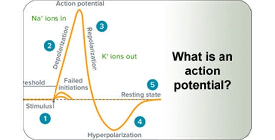 Gráfica de potencial de acción