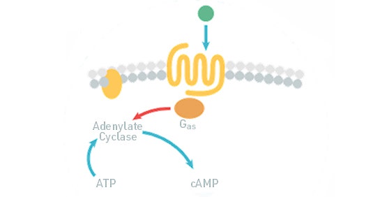 Ensayos de cAMP (GPCR, acoplado a Gi/Gs)