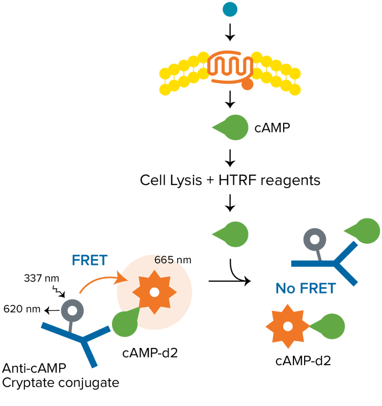 Ensayos HTRF cAMP, receptores acoplados a Gαs