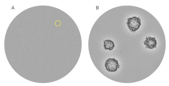 Identificación segura de células CHO-S monoclonales