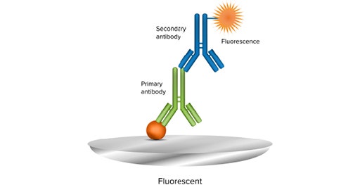 En una inmunotransferencia fluorescente se utiliza un anticuerpo secundario conjugado con un fluoróforo