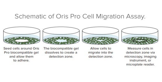 Análisis de la migración celular con el ensayo Oris Pro