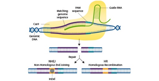 Valide células editadas con CRISPR utilizando la adquisición de imágenes y detección de inmunotransferencia