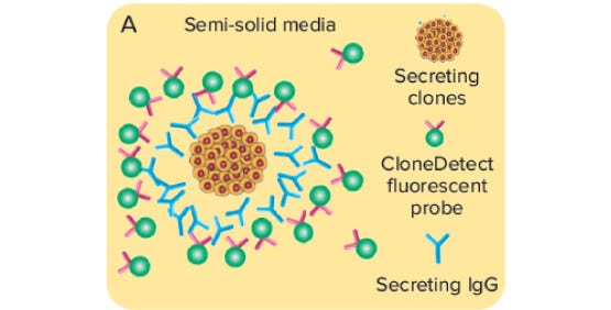 Cribado de la productividad y titulación de clones