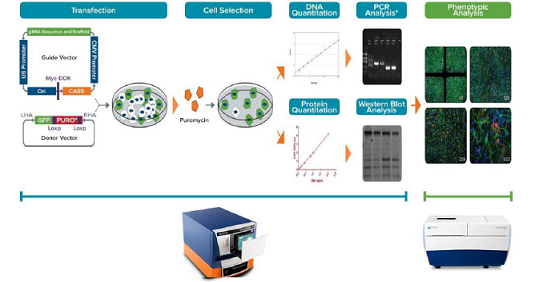 Experimentos de edición genómica CRISPR/Cas9