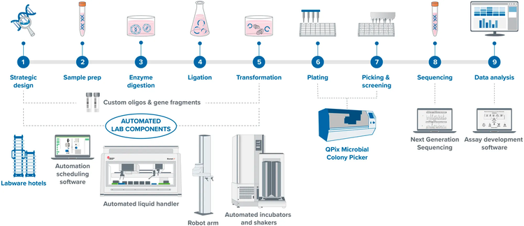 Optimice el flujo de trabajo de clonación molecular para la producción de ADN plasmídico