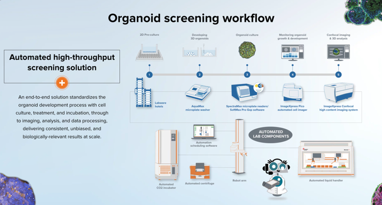 Flujo de trabajo para el cribado de organoides