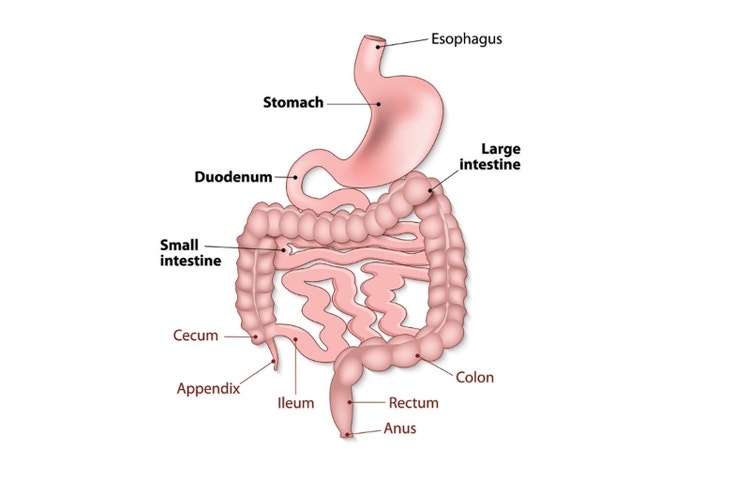 El tracto gastrointestinal (imagen de la University of Missouri Health Care)