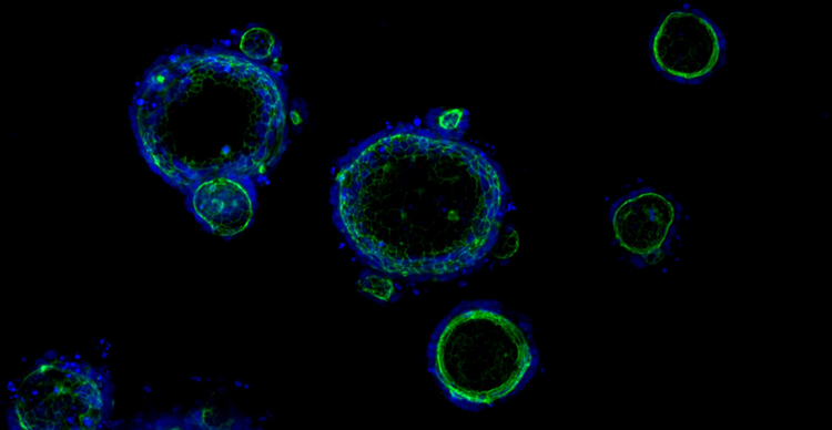 Organoides 3D Ready